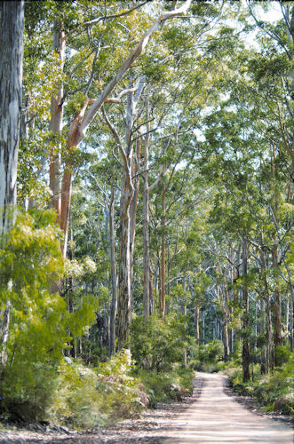 Boranup Karri Forest